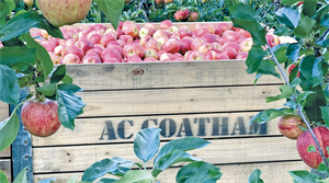 AC Goatham & Son apples